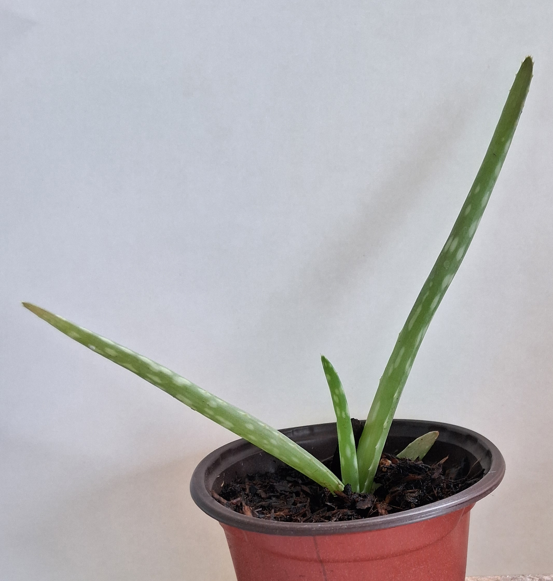 Aloe