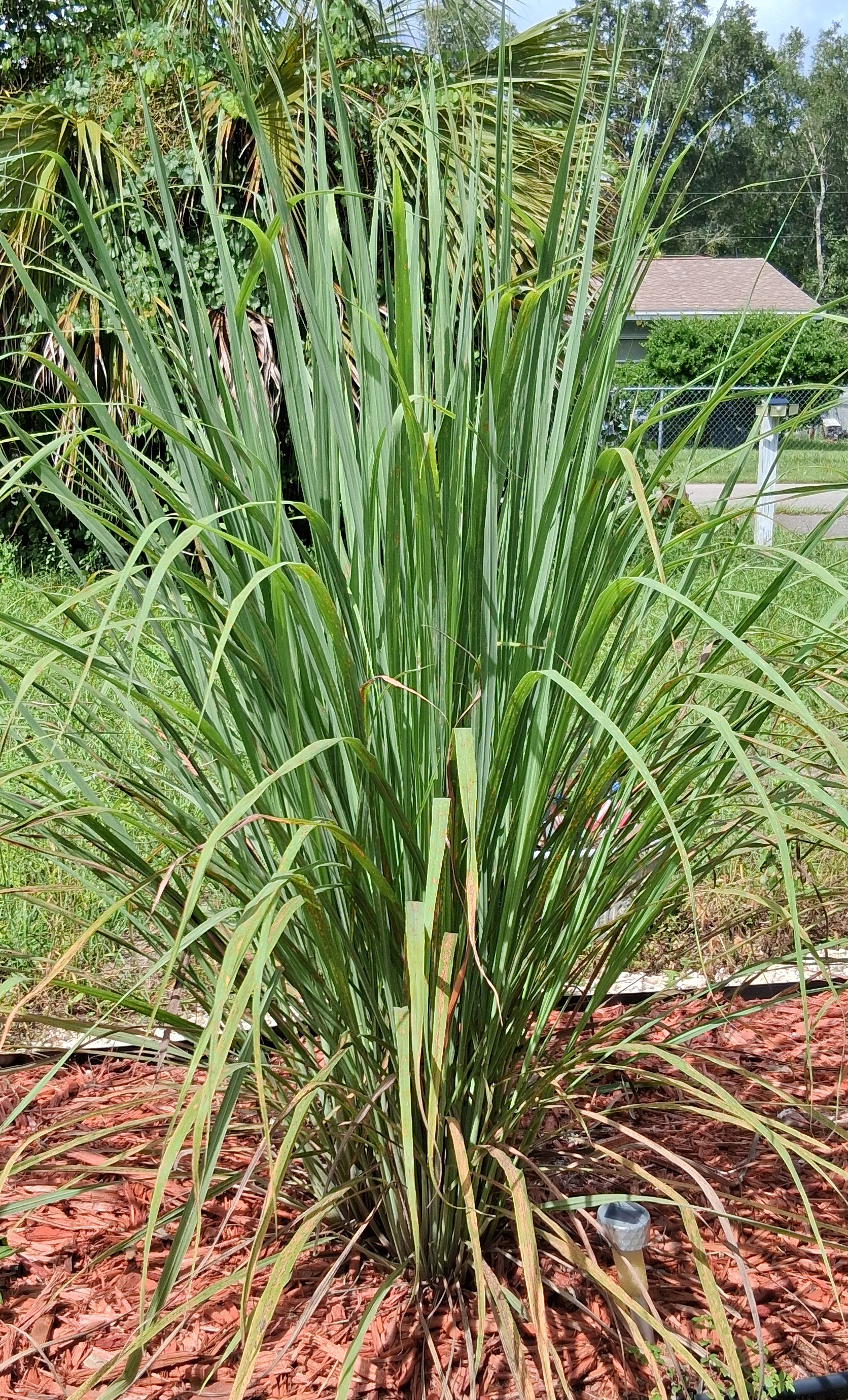 Lemongrass