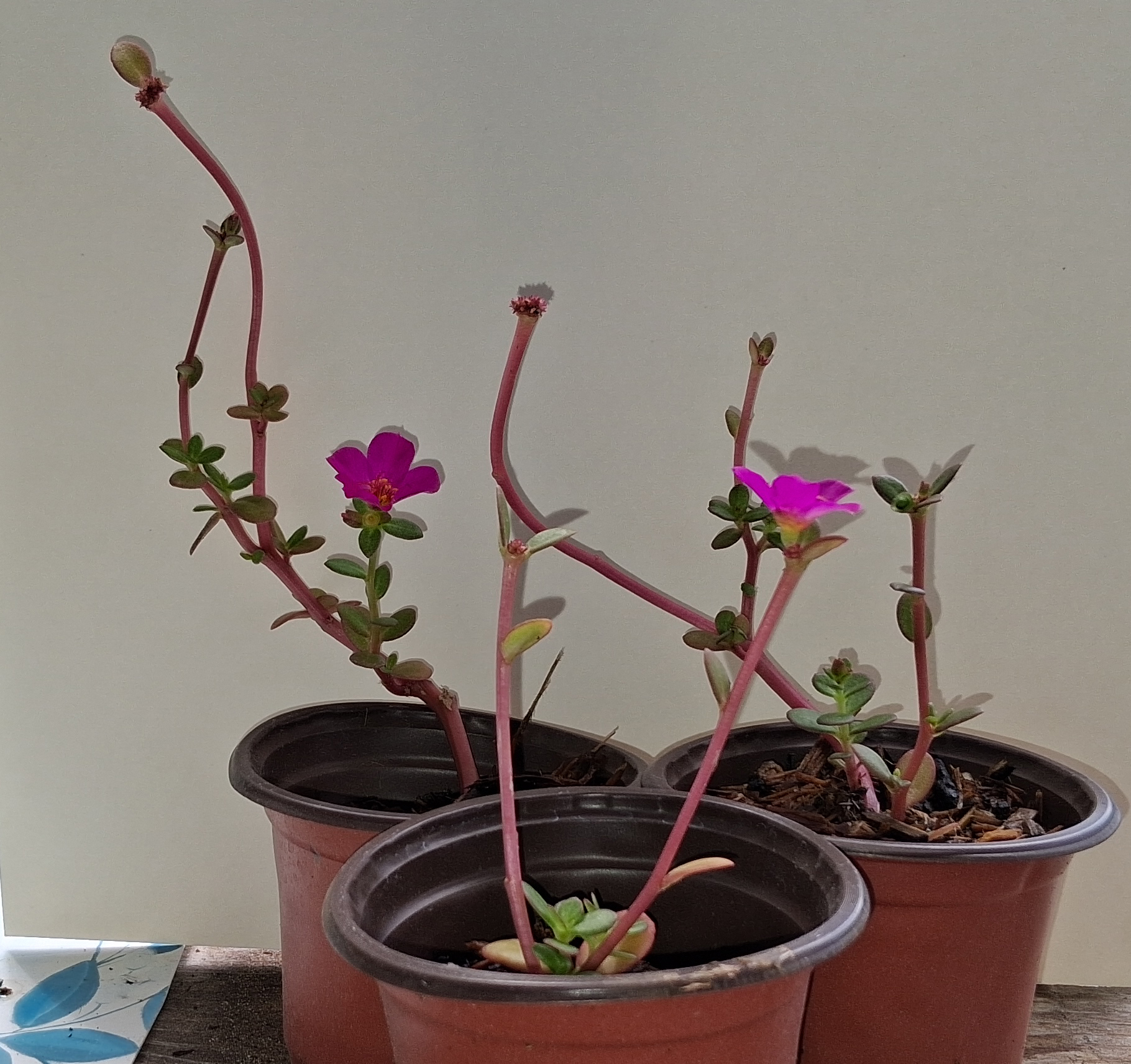 Purslane