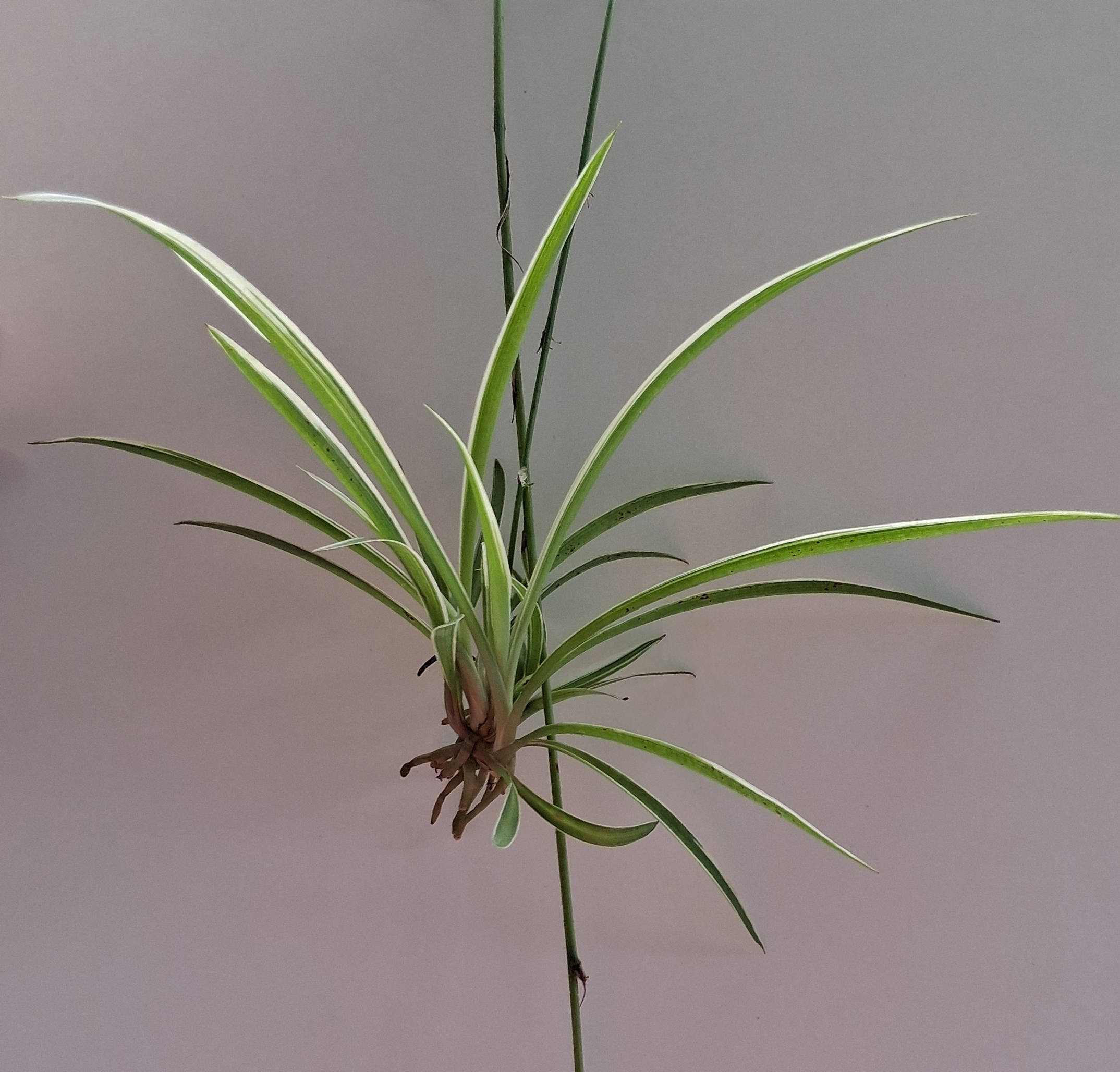 Spider Plant