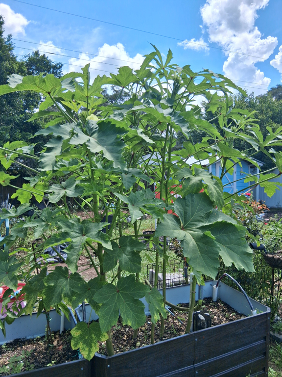 Raised bed okra plants