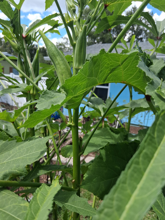 Okra