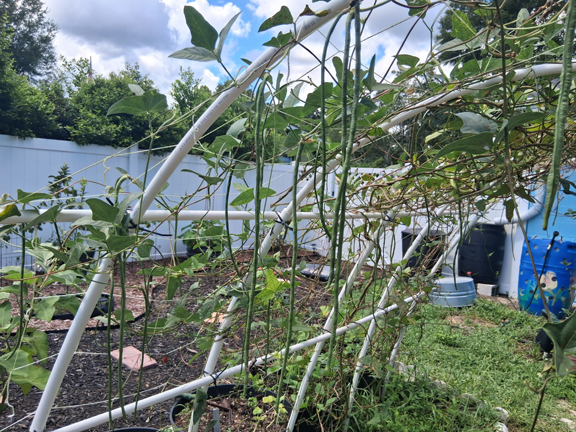 Yard Long Beans