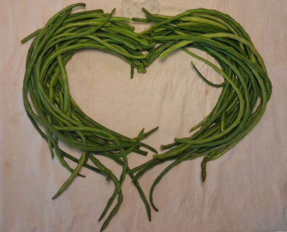 Yard long beans